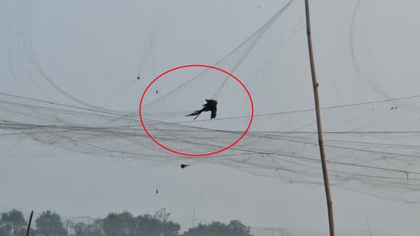 গোয়ালন্দে ফসল রক্ষার নামে পাখি নিধন বাড়ছে! হুমকিতে জীববৈচিত্র্য 