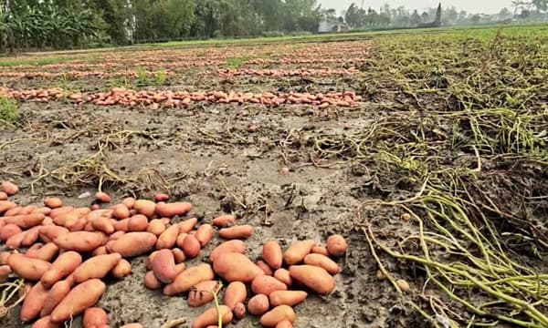 হিলিতে হঠাৎ বৃষ্টিতে তলিয়ে আলুর ক্ষেত, ক্ষতির শঙ্কা কৃষকের 