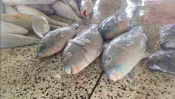 বাংলাদেশের জালে ধরা বিরল স্কারাস জুফার মাছ