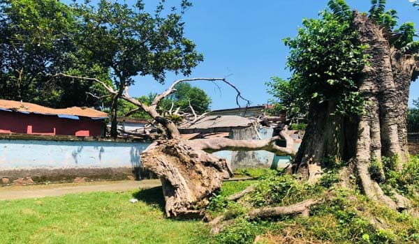 হিলি রেলস্টেশনে ঝুঁকিপূর্ণ গাছের কারণে সরকারি সম্পদ হুমকিতে