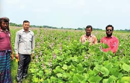 ঝিনাইদহের হরিণাকুণ্ডুতে আগাম শিম চাষে কৃষকদের সাফল্য