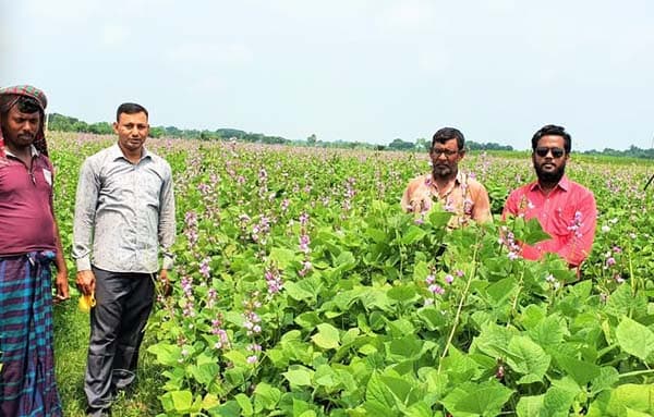 ঝিনাইদহের হরিণাকুণ্ডুতে আগাম শিম চাষে কৃষকদের সাফল্য