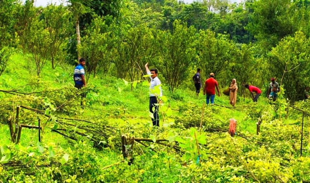 কমলগঞ্জে উচ্ছেদ অভিযানে কমলা বাগান ধ্বংস, দিশেহারা চাষি পরিবার