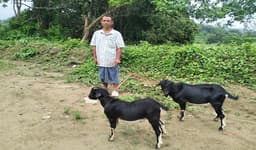 সীমান্তে নজরদারি, পাঠা ছাগলে ধরা ভারতীয় নাগরিক