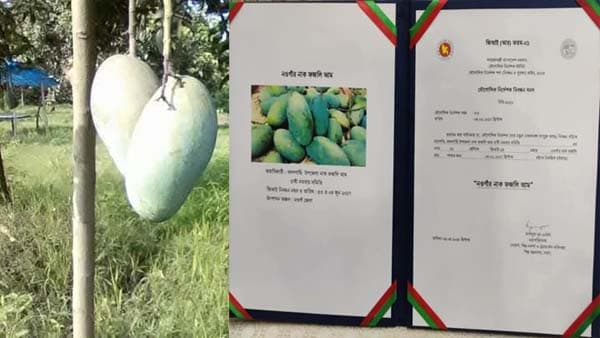 জিআই পণ্যের স্বীকৃতি পেল নওগাঁর নাক ফজলি আম, কৃষকদের মুখে হাসি