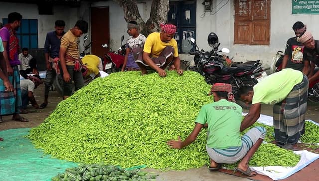 নওগাঁয় ভালো ফলনের পরও মরিচ চাষে ক্ষতির মুখে কৃষকরা