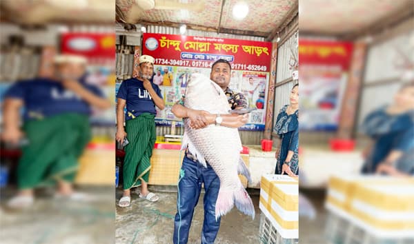 পদ্মায় ধরা সাড়ে ২৫ কেজির কাতল, নিলামে বিক্রি অর্ধলক্ষ টাকা!