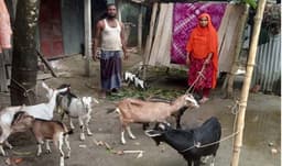 ছাগল পালনে স্বাবলম্বী সাইফুর, দেখাচ্ছেন স্বপ্ন