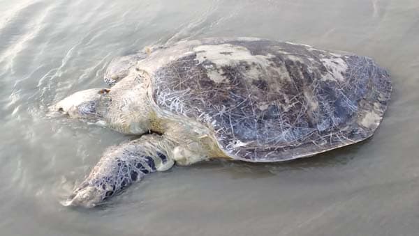 কুয়াকাটা সৈকতে ভেসে এলো মৃত অলিভ রিডলি মা কচ্ছপ