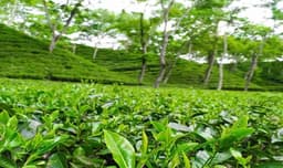 মৌসুমের শুরুতেই শ্রীমঙ্গলে চা বিক্রিতে চাঙ্গা বাজার