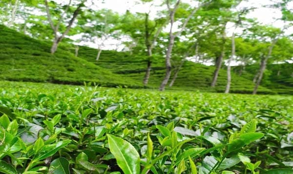 মৌসুমের শুরুতেই শ্রীমঙ্গলে চা বিক্রিতে চাঙ্গা বাজার