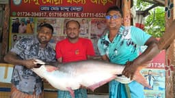 পাঙ্গাস কেজি ২৫৫০ টাকা! ৬৩ হাজারে বিক্রি ২৫ কেজির মাছ 