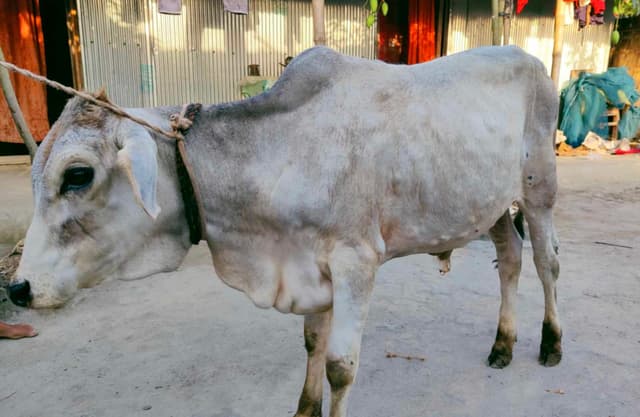 খানসামায় লাম্পি স্কিন রোগে গরু আক্রান্ত, খামারিদের উদ্বেগ