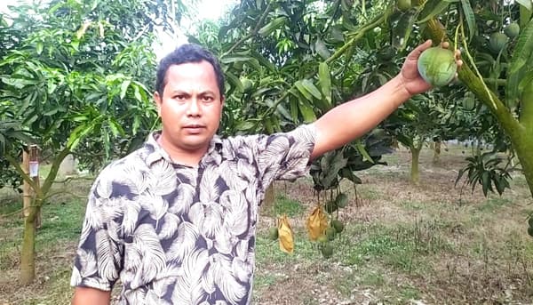 গ্যাপ পদ্ধতিতে বিষমুক্ত চাষ, কৃষক নিরঞ্জনের আম বিদেশে রফতানি 