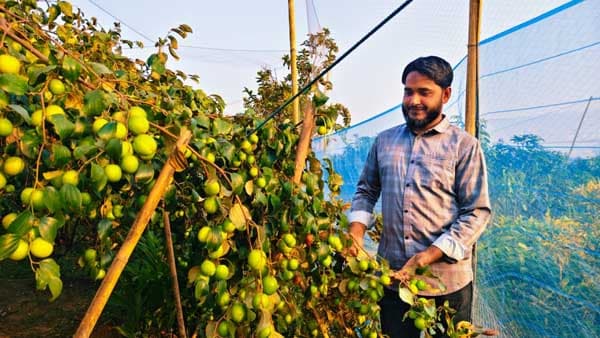 মৌলভীবাজারে বাণিজ্যিক বরই চাষে সম্ভাবনার দুয়ার, আগ্রহ বাড়ছে কৃষকের