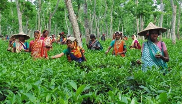 চা শ্রমিকদের শতকোটি টাকার পিএফ বকেয়া, অনিশ্চয়তায় হাজারো শ্রমিক