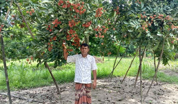 নবাবগঞ্জে রামবুটান চাষে আ. রহমানের ব্যতিক্রমী সাফল্য