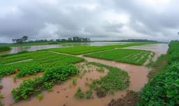 যমুনার পানি বৃদ্ধি, প্লাবিত চরাঞ্চল: কৃষকদের শঙ্কা শীতকালীন সবজি