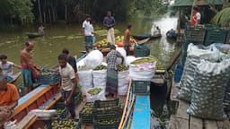১২ কোটি টাকার আমড়া, বদলে যাচ্ছে কৃষকের ভাগ্য