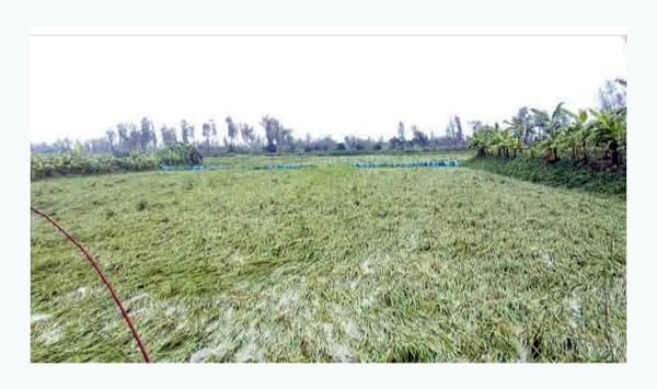 ঝড়-বৃষ্টিতে সিরাজগঞ্জে রোপা আমনসহ হাজারো বিঘা ফসলের ক্ষতি