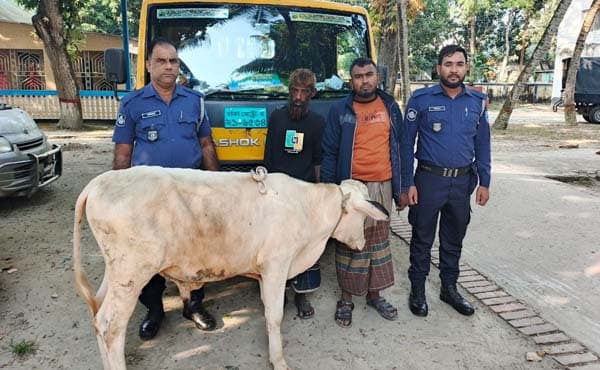 গোয়ালন্দে চোরাই গরু ও পিকাপসহ গরু চোর চক্রের দুই সদস্য গ্রেফতার