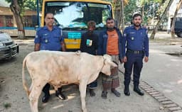 গোয়ালন্দে চোরাই গরু ও পিকাপসহ গরু চোর চক্রের দুই সদস্য গ্রেফতার