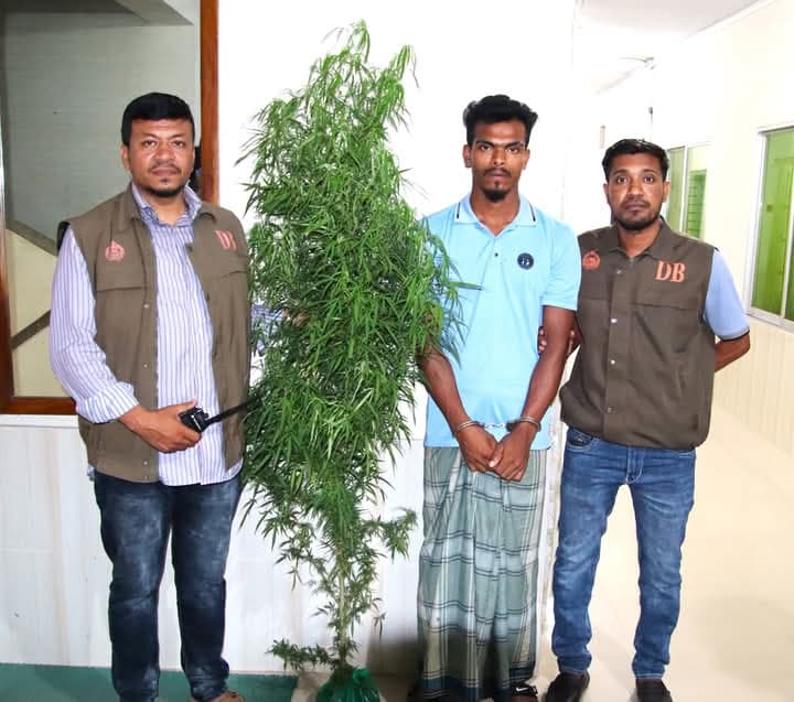 রাজাপুরে গাঁজা চাষ: দুইজন আটক, পুলিশের অভিযান