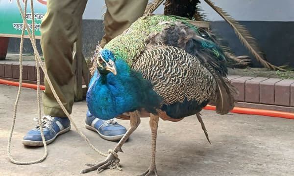 উলিপুরে বিপন্ন প্রজাতির ময়ূর উদ্ধার