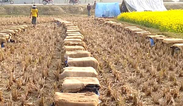 সরিষার হলুদ ফুলে ব্যস্ত হাকিমপুরের মৌচাষিরা