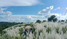 দীঘিনালার পাহাড়জুড়ে কাশফুলের শুভ্রতায় শরতের আগমনী বার্তা