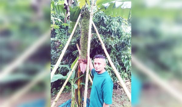 বড়লেখায় এক কাঁদিতে হাজারের বেশি কলা, দেখতে ভিড়