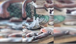 উলিপুরে রূপচাঁদার আড়ালে নিষিদ্ধ পিরানহা বিক্রি, প্রতারণার ফাঁদে ক্রেতা! 
