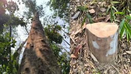 জাতীয় উদ্যানেই গাছ চুরি, কমলগঞ্জে প্রাণবৈচিত্র্য হুমকিতে