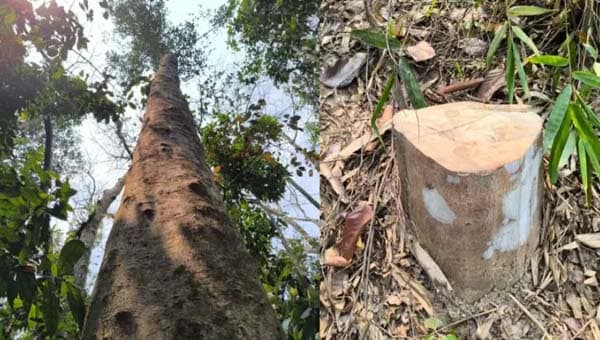 জাতীয় উদ্যানেই গাছ চুরি, কমলগঞ্জে প্রাণবৈচিত্র্য হুমকিতে