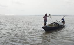 নজরদারির অভাবে ব্রহ্মপুত্র নদে ইলিশ শিকারের মহোৎসব