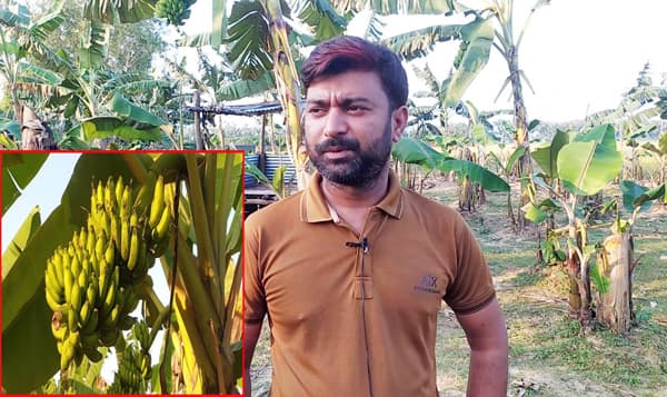 দিনাজপুরে কলা চাষে সফল শাকিল আনসারী