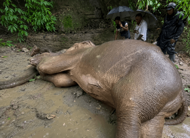 টেকনাফে পাহাড় থেকে পড়ে আহত বন্য হাতি, চিকিৎসায় বন বিভাগের বিশেষ দল