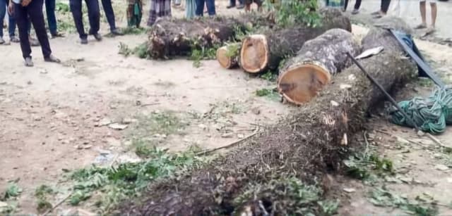 ঝালকাঠির স্কুল থেকে গাছ কেটে নেওয়া, স্থানীয় নেতাদের জড়িত থাকার অভিযোগে উত্তেজনা
