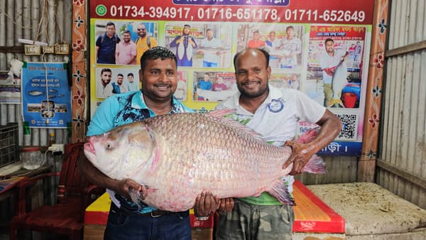 লক্ষাধিক টাকায় বিক্রি পদ্মার রুই-কাতল, কিনলেন প্রবাসী