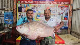 লক্ষাধিক টাকায় বিক্রি পদ্মার রুই-কাতল, কিনলেন প্রবাসী