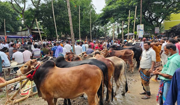 শেষ মুহূর্তে গোয়ালন্দ পশুর হাটে ঈদের আমেজ
