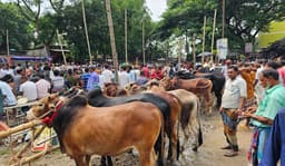 শেষ মুহূর্তে গোয়ালন্দ পশুর হাটে ঈদের আমেজ