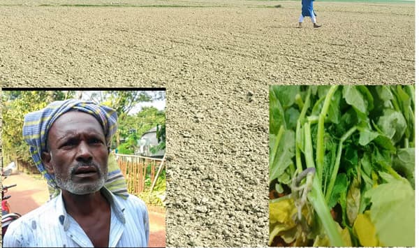 গোয়ালন্দে ফসলের ক্ষেতে চাষ দিয়ে কৃষকের দুই বিঘা জমি দখলের পায়তারা 