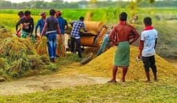 সিরাজগঞ্জের ইরি বোরো ধান কাটা ও মারাইয়ের ধুম