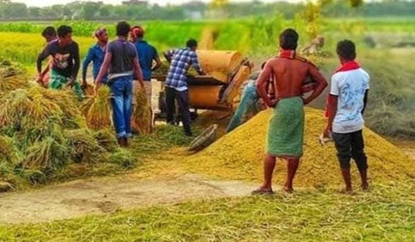সিরাজগঞ্জের ইরি বোরো ধান কাটা ও মারাইয়ের ধুম