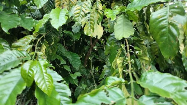 মৌলভীবাজারের কফি হতে পারে আন্তর্জাতিক বাজারে রপ্তানিযোগ্য নতুন কৃষিপণ্য