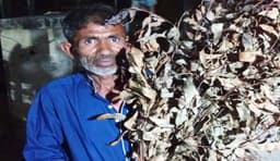 পাঁচবিবিতে গাছের মালিকানা নিয়ে দ্বন্দ্ব, কেটে ফেলার অভিযোগ