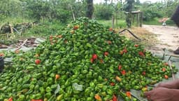 মৌলভীবাজারে নাগা মরিচ চাষে স্বাবলম্বী হচ্ছে কৃষকরা, যাচ্ছে বহির্বিশ্বে