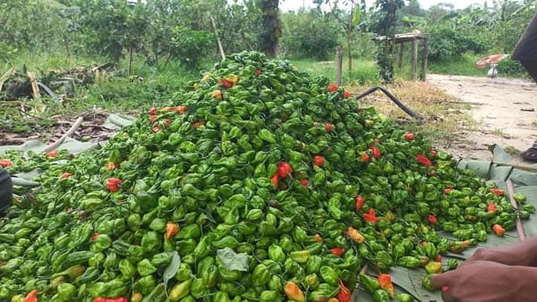 মৌলভীবাজারে নাগা মরিচ চাষে স্বাবলম্বী হচ্ছে কৃষকরা, যাচ্ছে বহির্বিশ্বে