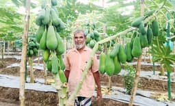 টপলেডি পেঁপে চাষে বদলেছে কৃষক মোখলেছুরের ভাগ্য